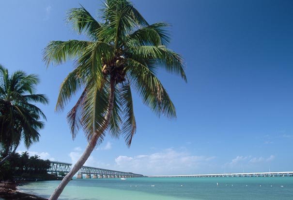 florida-palm-tree