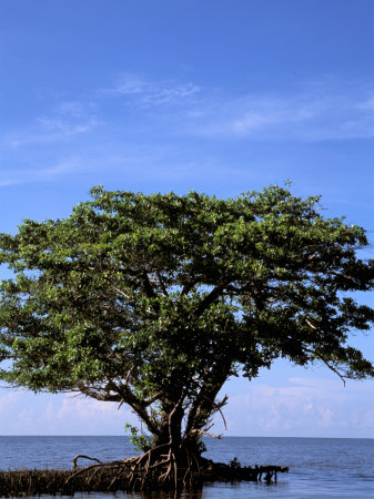mangroveträd