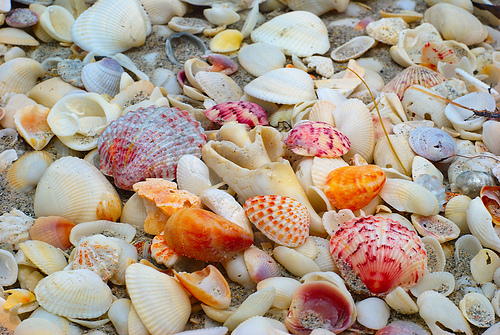 sea shells