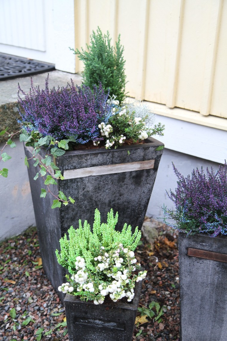 höstplantering 1