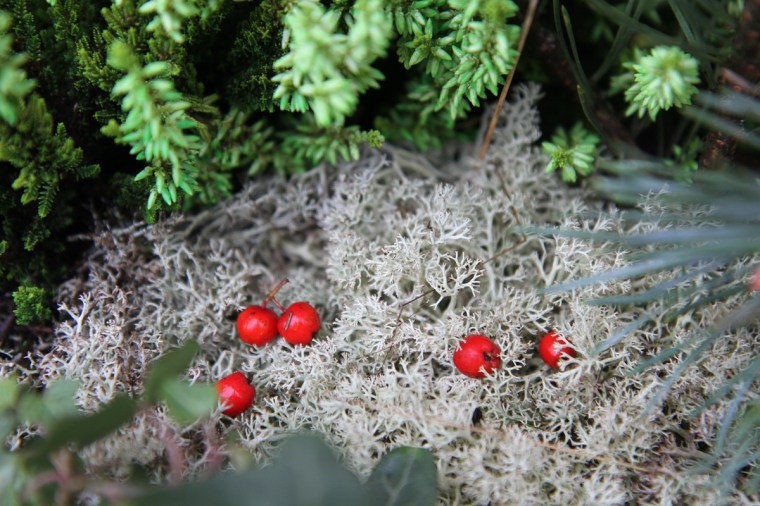 höstplantering 6