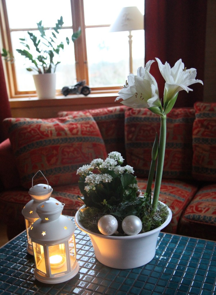 amaryllis