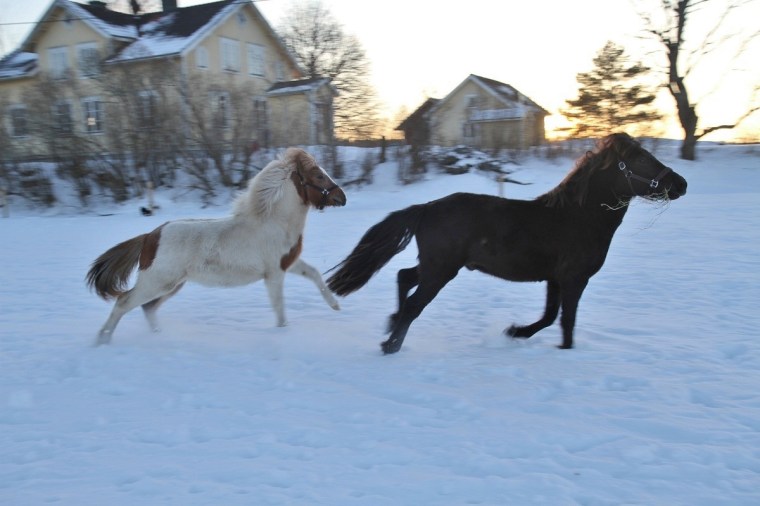 galopp