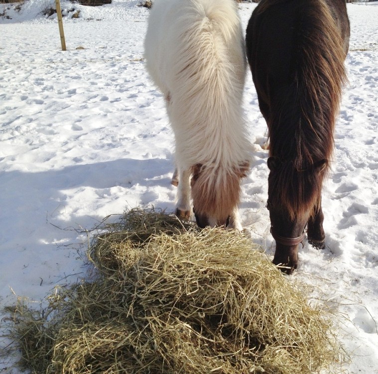 leistra och faxi