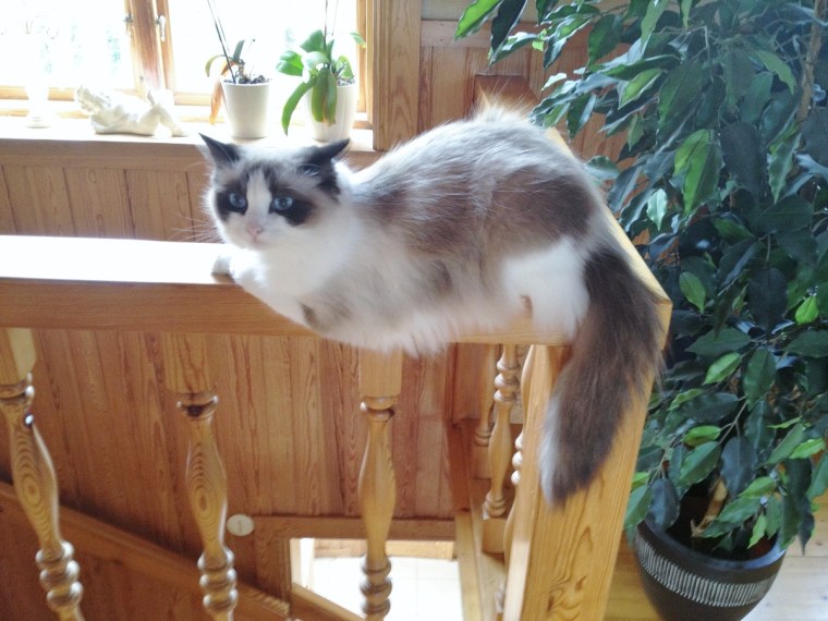 katten...