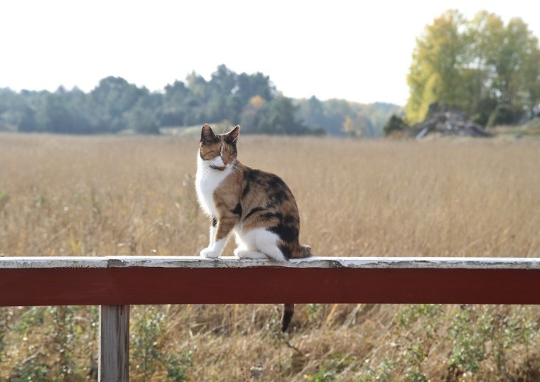 katten 1
