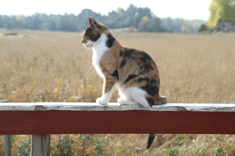 katten 2