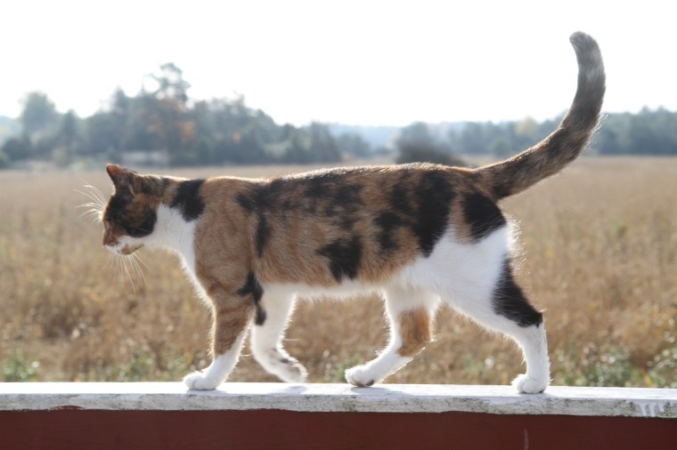 katten 3