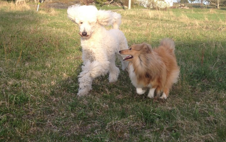 alice och shelly