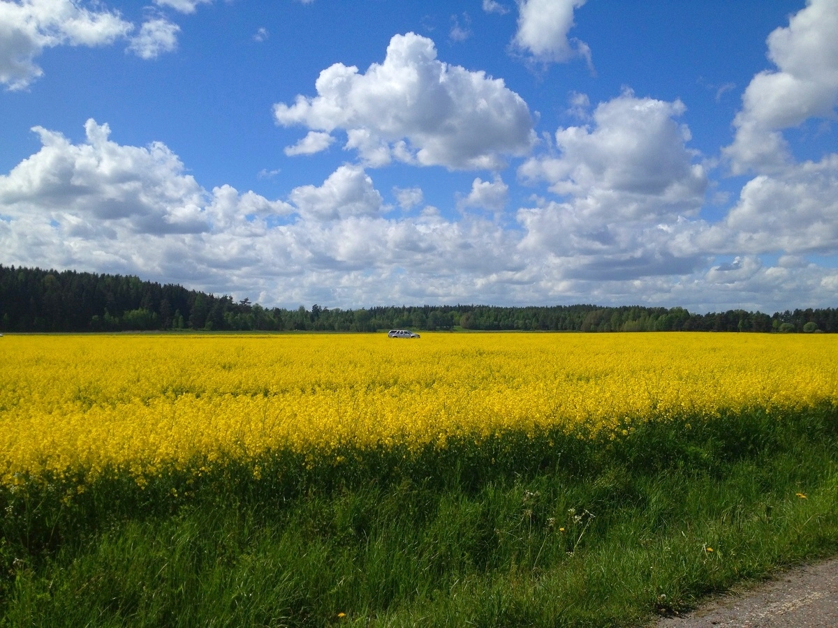 rapsfält