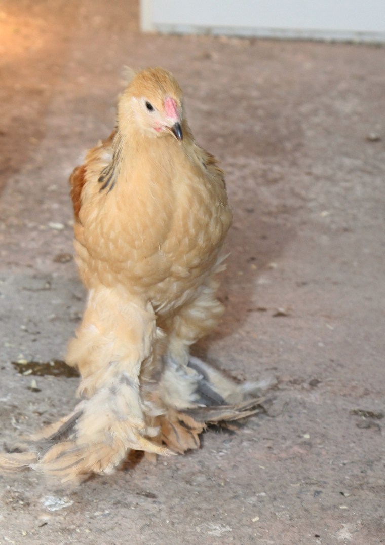 brahma 1