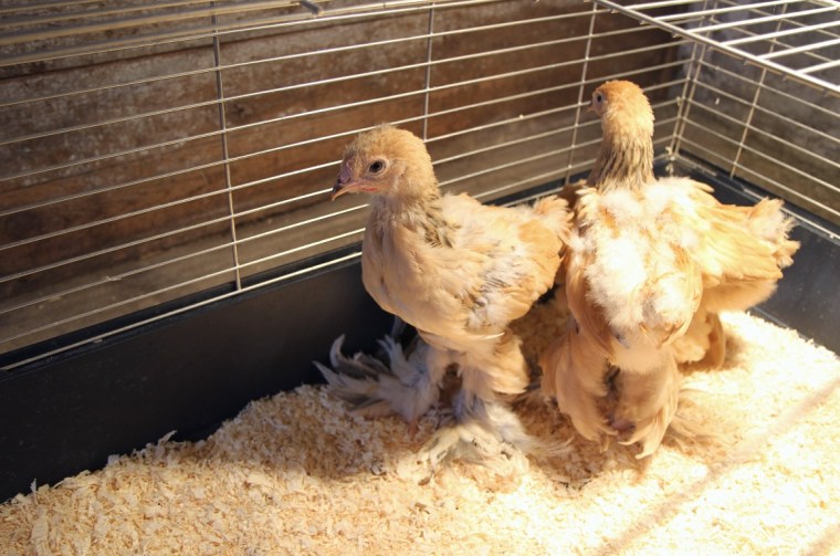 brahma 5v c
