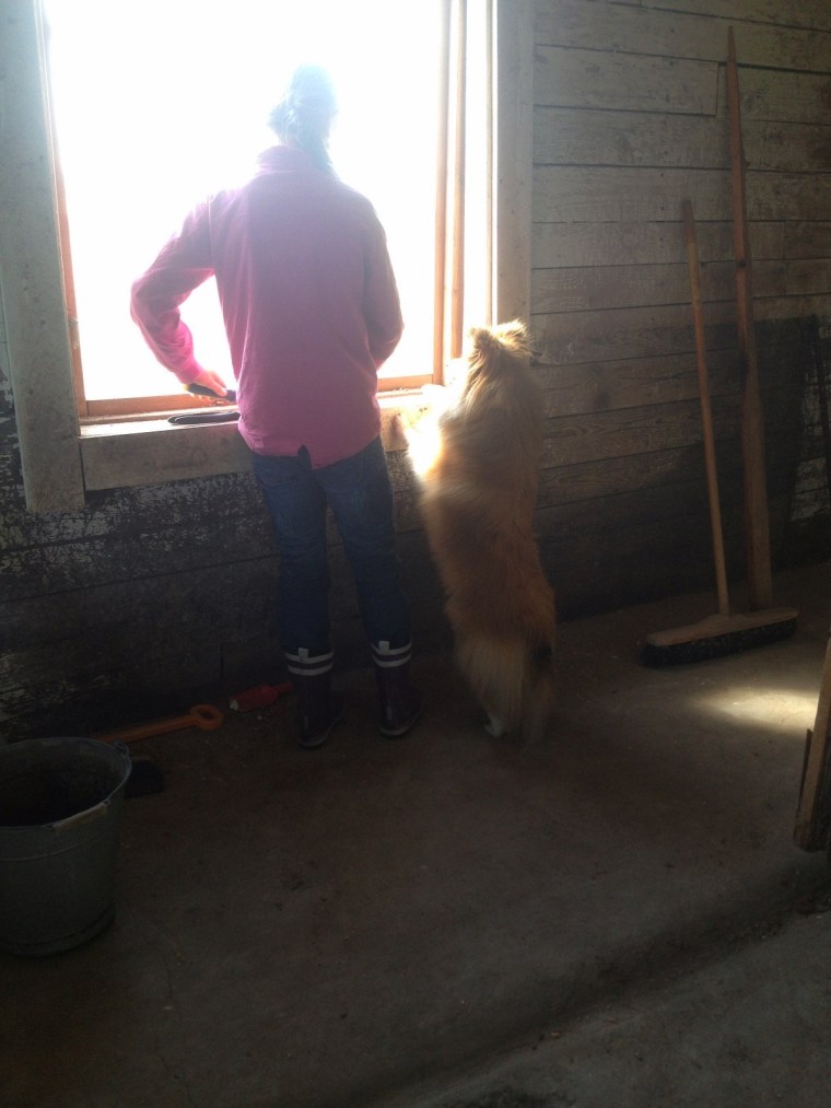 hönshus bella och shelly