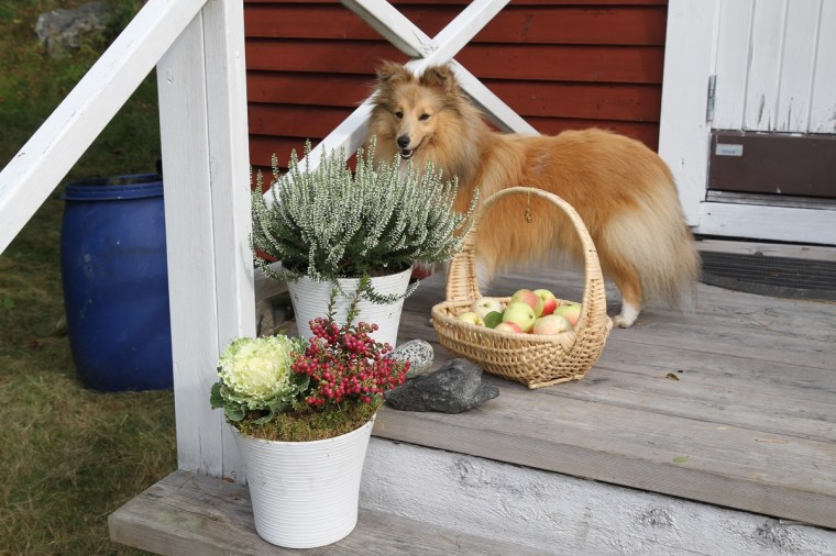 lilla huset 1