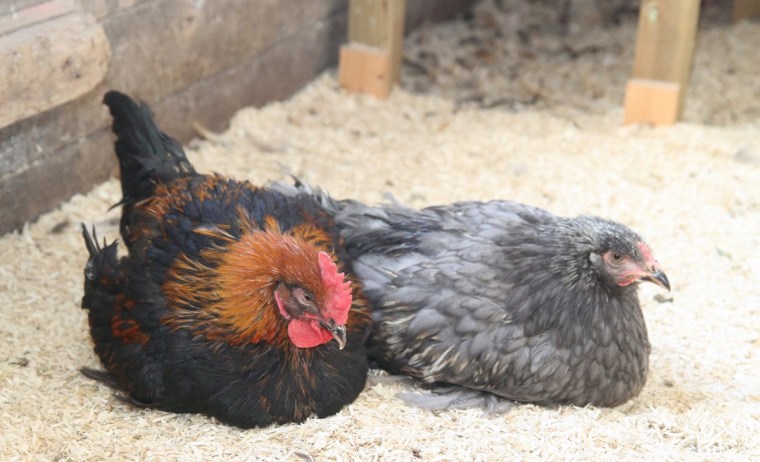 marantupp brahma