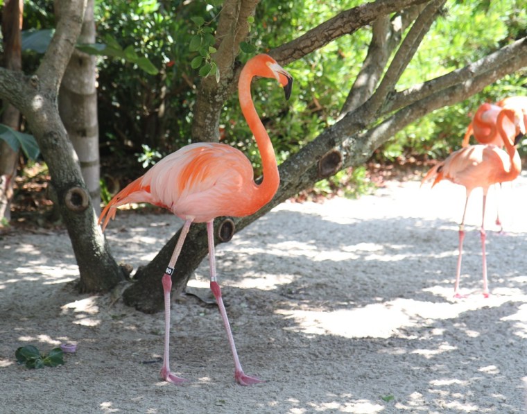 rosa flamingo