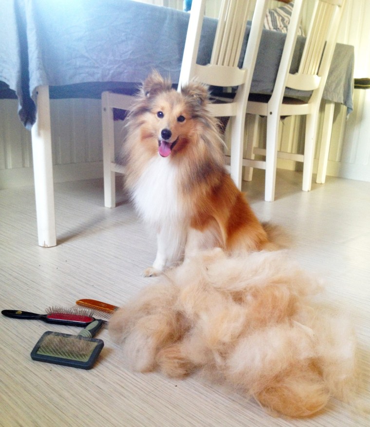 shedding