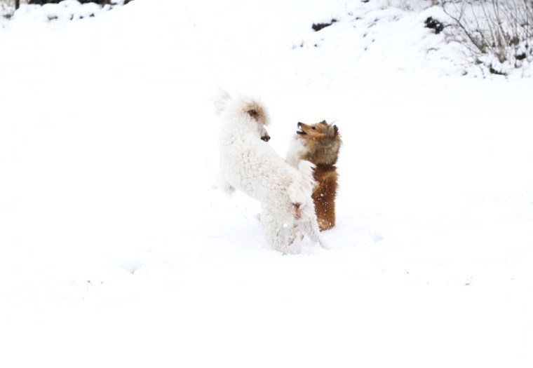 snölek ps