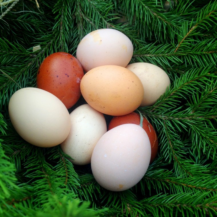 ägg 1