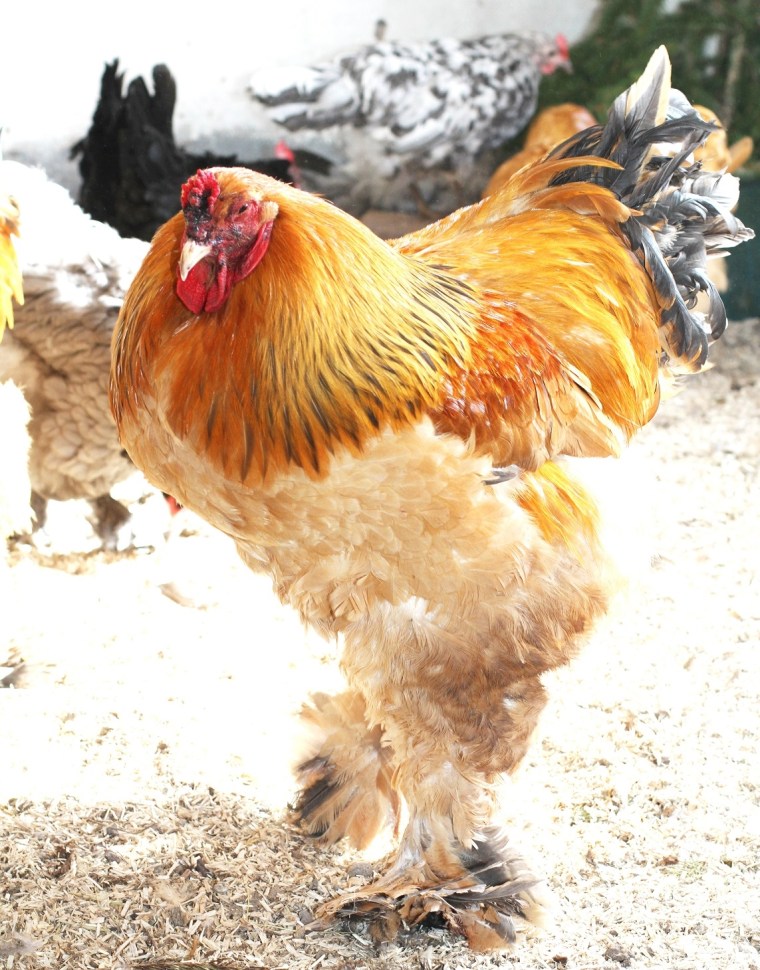 jätte - Kopia