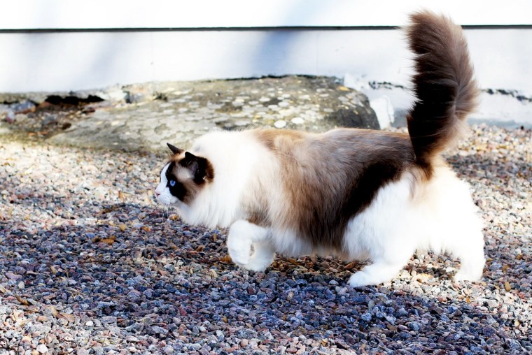 promenad 2