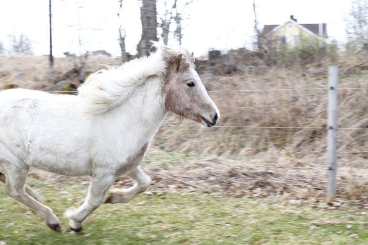 betessläpp