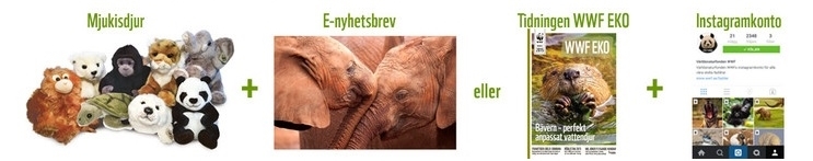fadder wwf