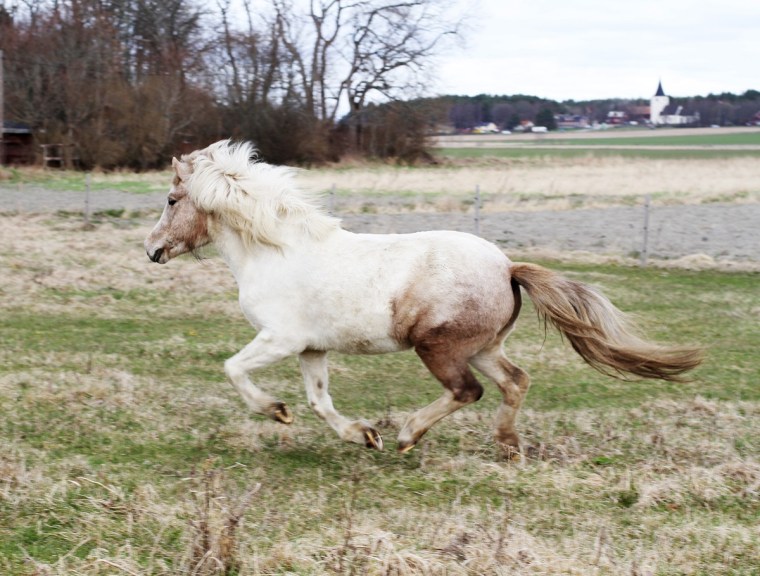leistra galopp