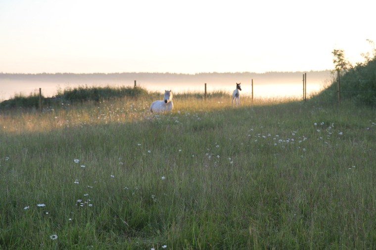 leistra nyfödd