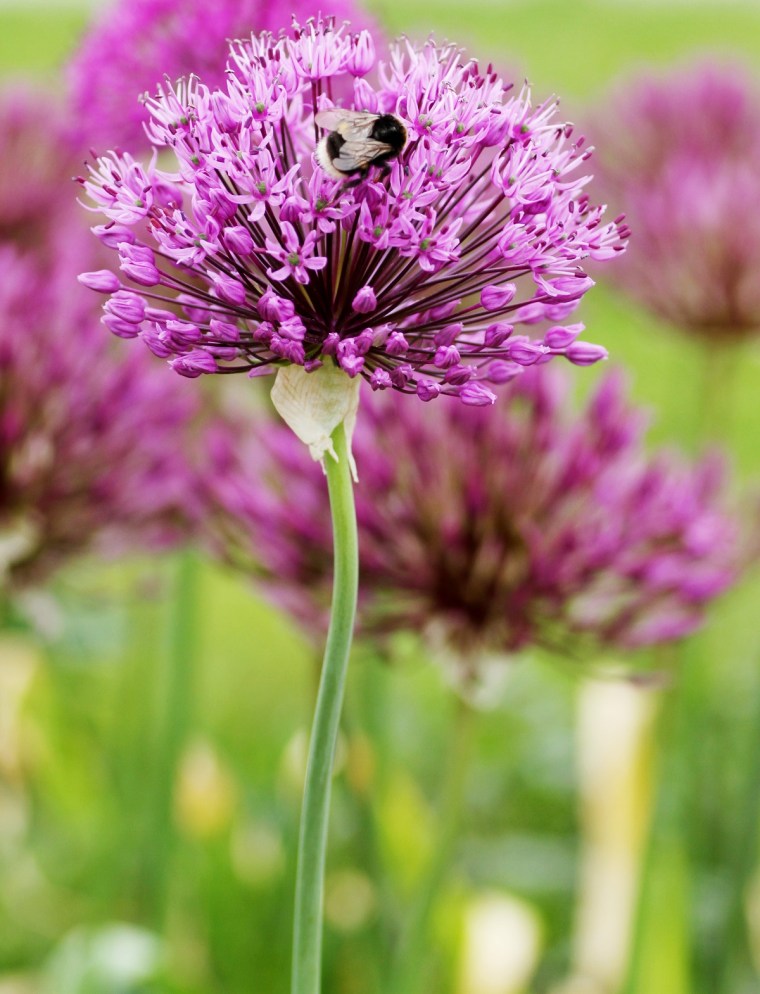 allium