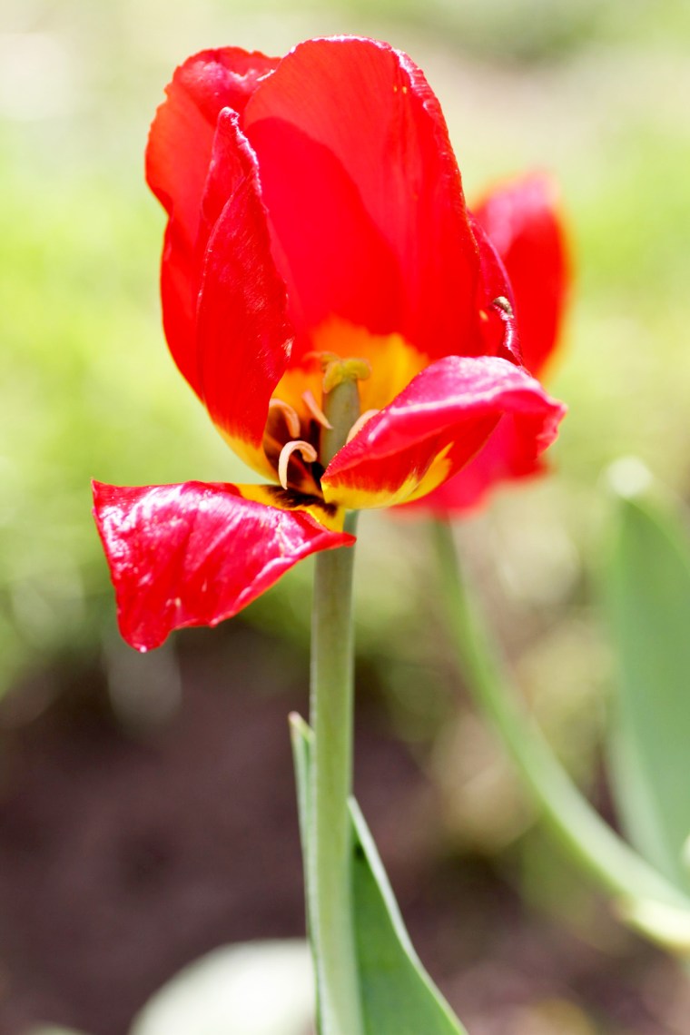 lady in red 1