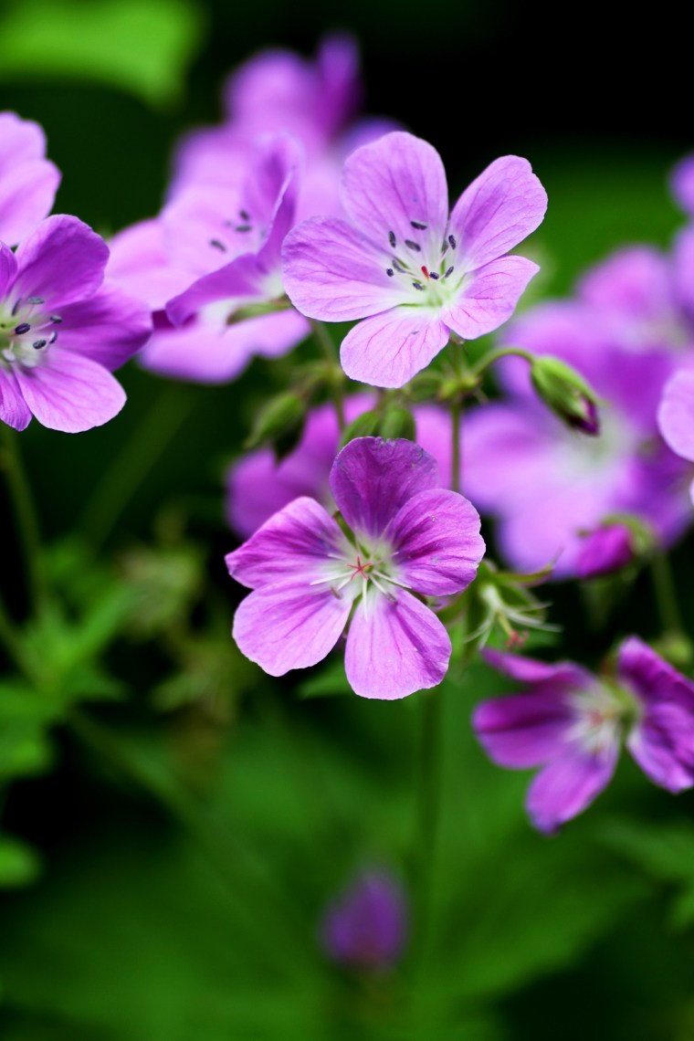 midsommarblomster