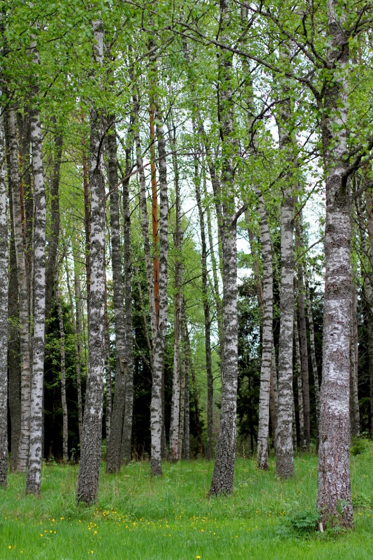 skogen