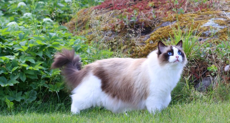 lång katt
