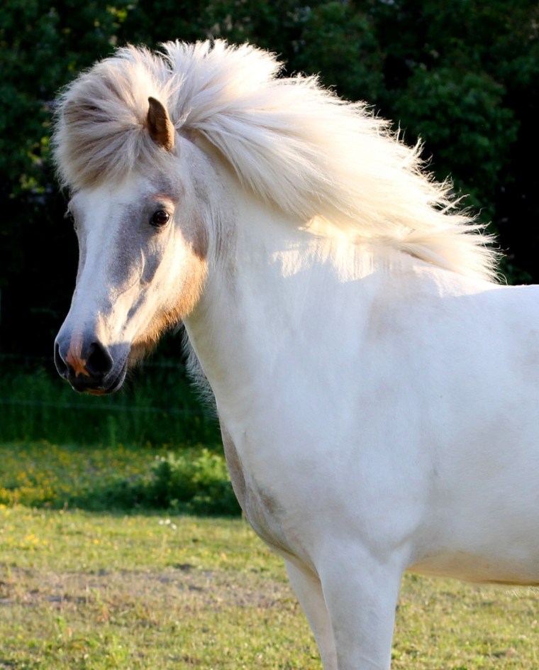 Leistra, 4 år