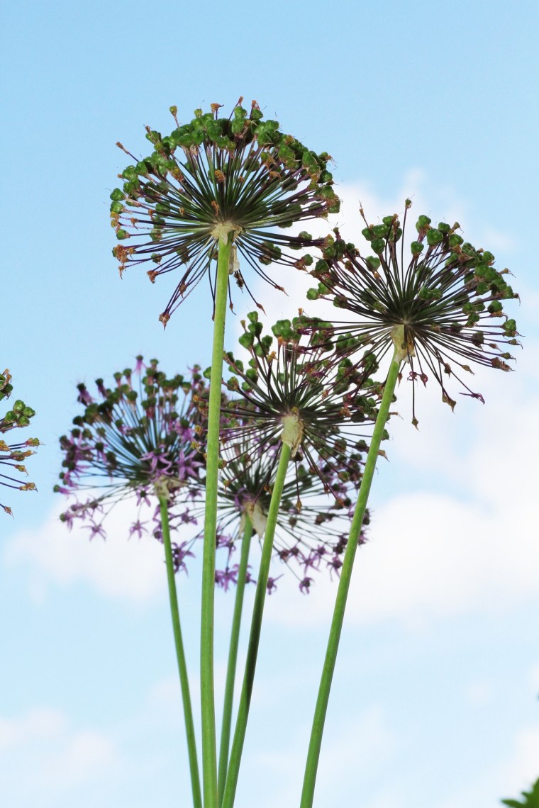 allium