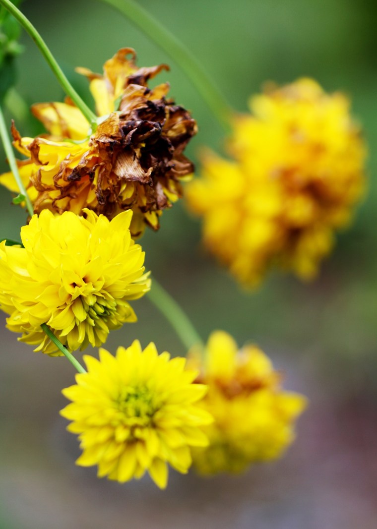 höstblommor