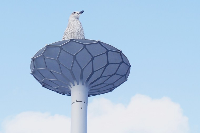 sjöfågel