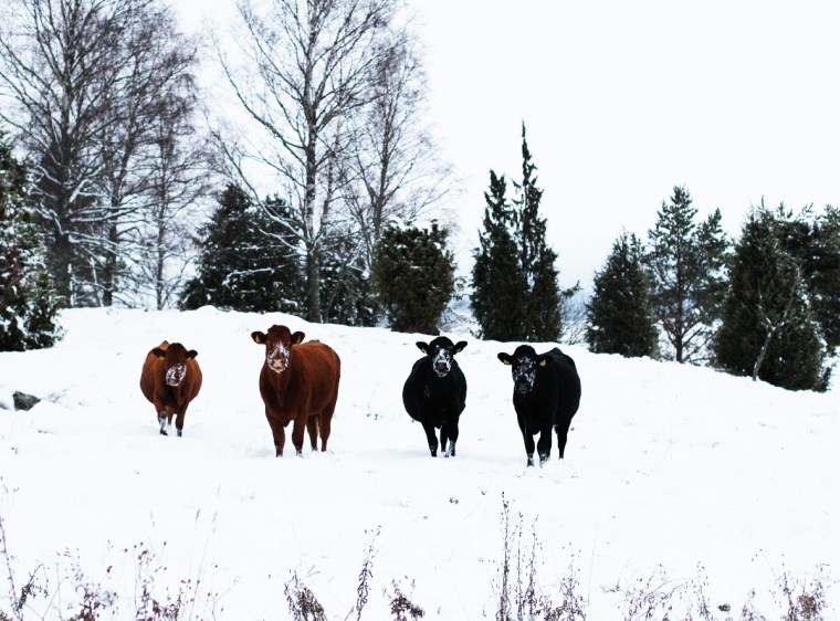 kohage-vinter