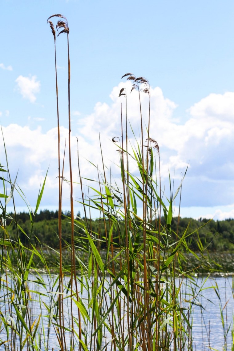 sommardag